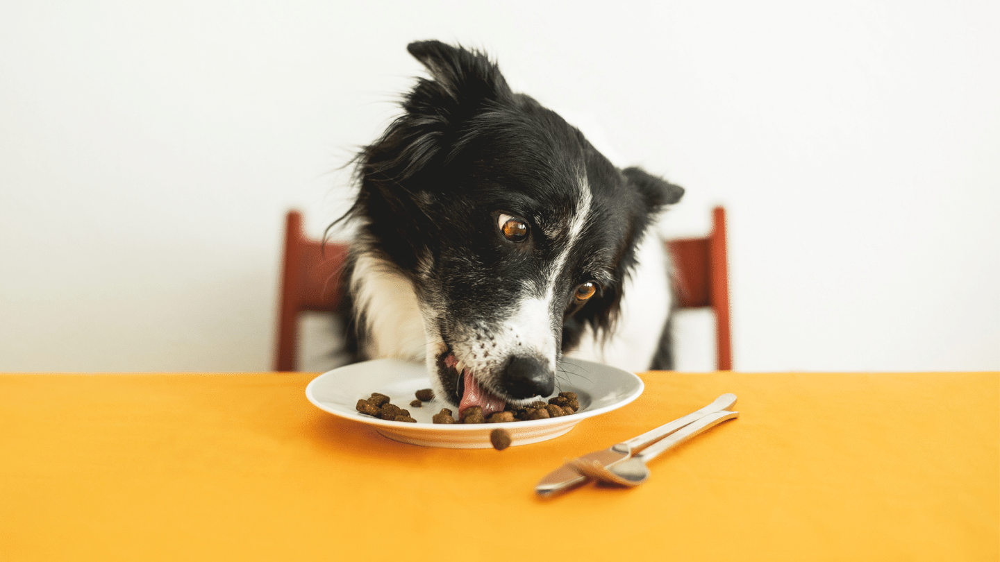 Pet Plate Review: How Nutritious and Convenient Is It for Pet Meals?