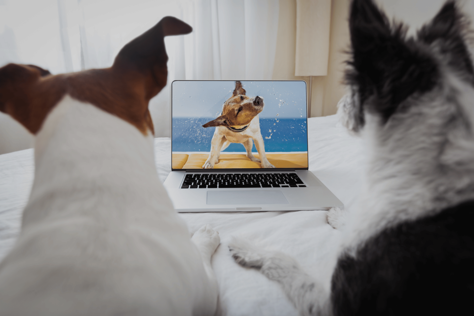 Is DOGTV a Treat for Dogs? A Comprehensive Review